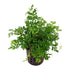 Bolbitis Heteroclita Difformis "Mini" – Live Aquarium Fern