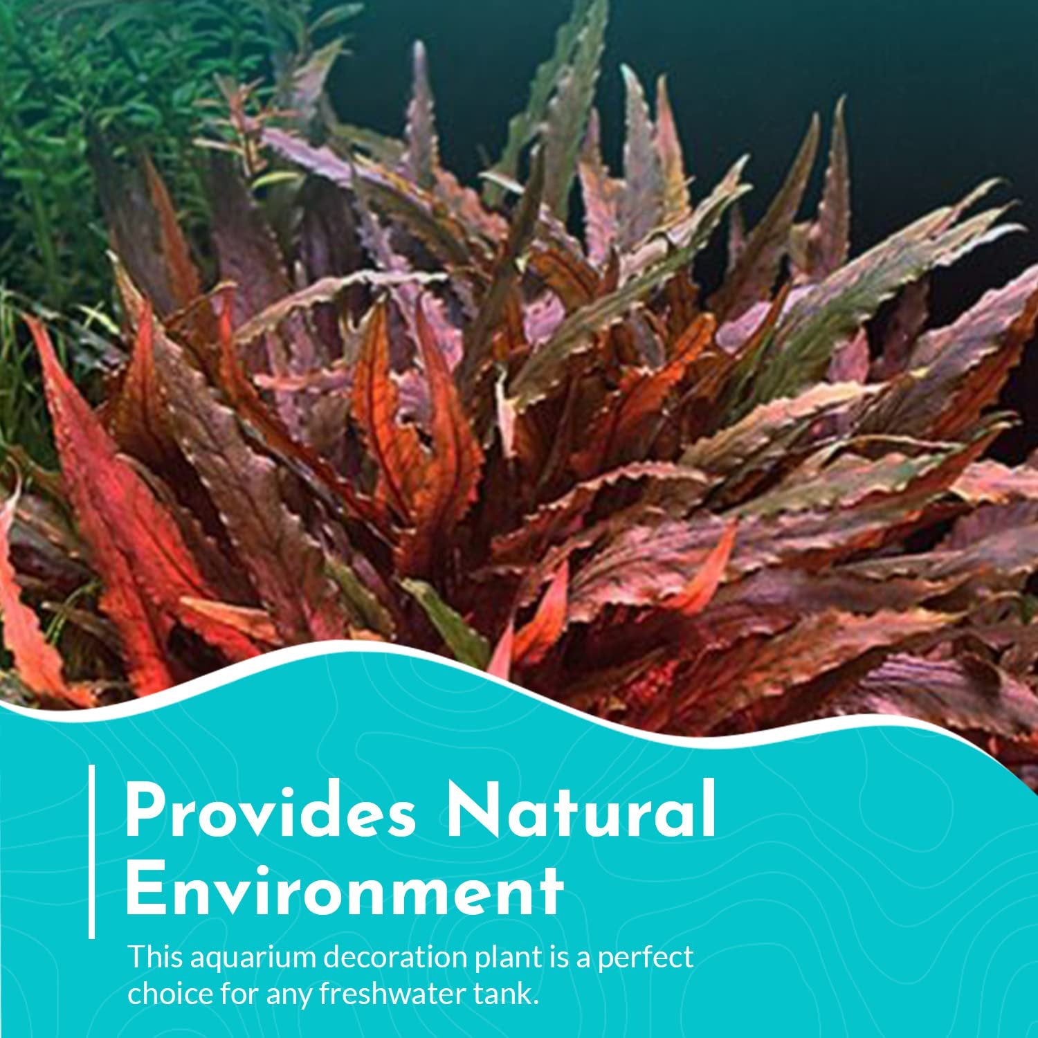Cryptocoryne Wendtii ‘Red’ – Bare Root Live Aquarium Plant