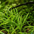 Micro Sword NarrowLeaf (Lilaeopsis Zelandiae)