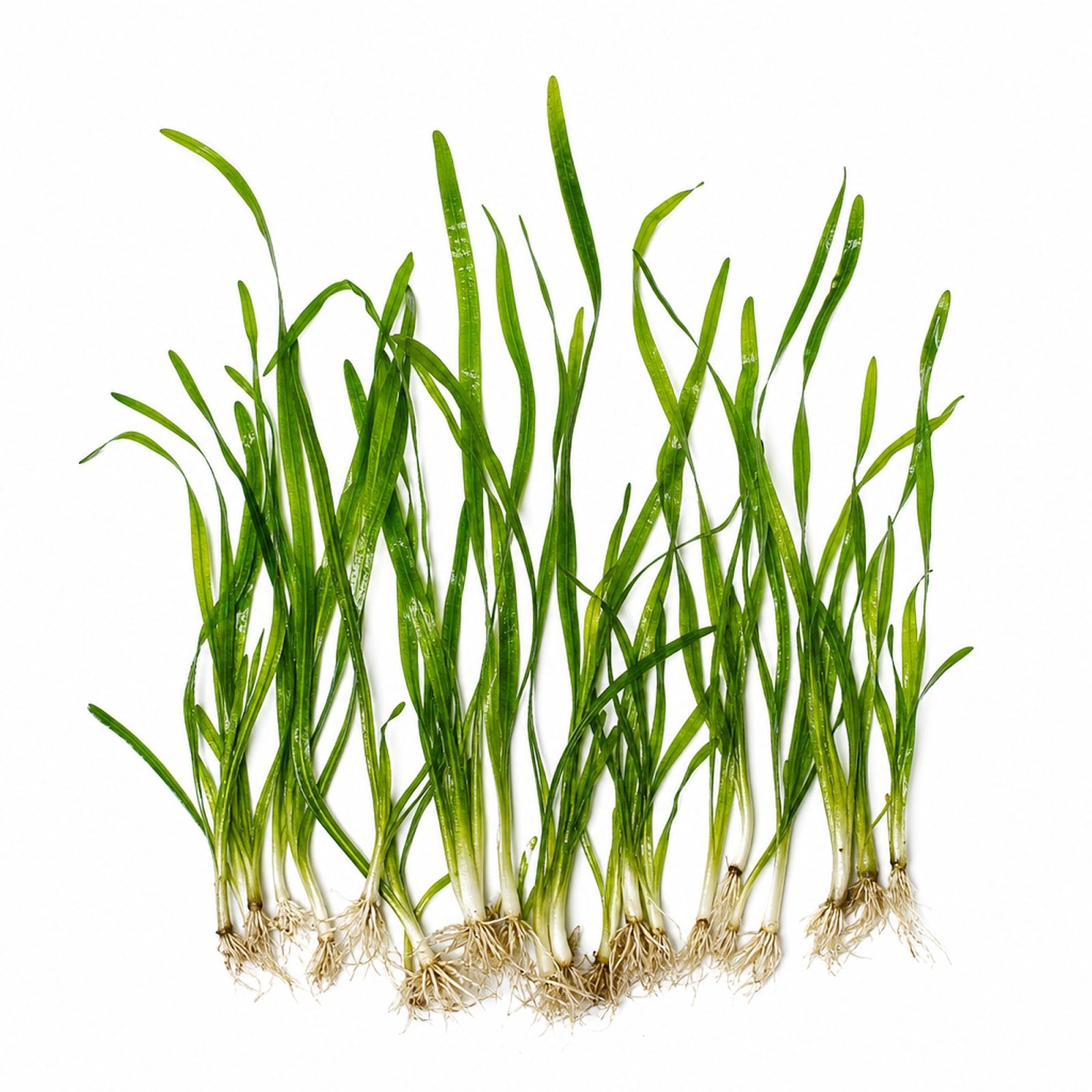 18 Plant Pack Vallisneria (Vals) – Live Freshwater Aquarium Plants - Image 1 of 10