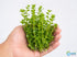 Moneywort (Bacopa monnieri) – Live Aquarium & Paludarium Plant