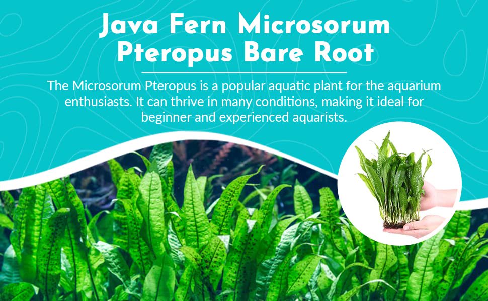 Java Fern Microsorum Pteropus – Live Freshwater Aquarium Plant (Bare Root)