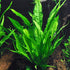 Java Fern (Microsorum Pteropus) on Mat