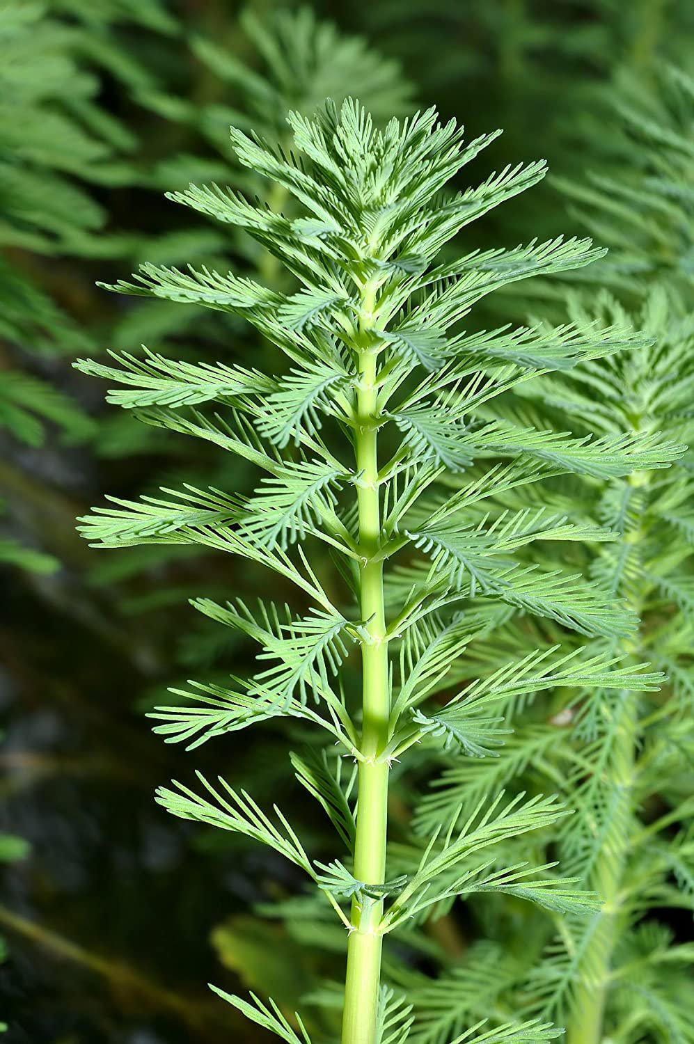 Parrot’s Feather (Myriophyllum aquaticum) – Live Aquarium & Pond Plant