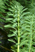 Parrot’s Feather (Myriophyllum aquaticum) – Live Aquarium & Pond Plant