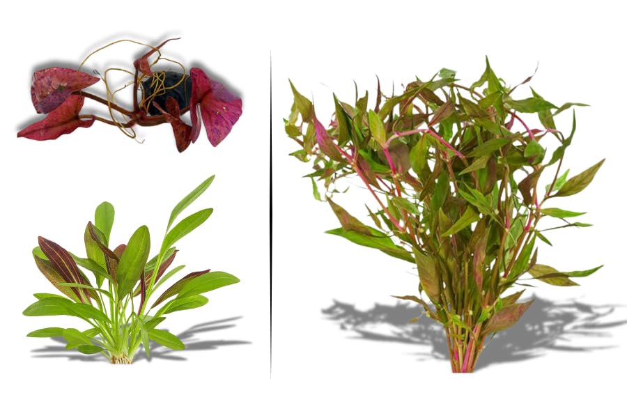 Red Flame Sword, Alternanthera Reineckii & Red Tiger Lotus Bundle – Live Freshwater Aquarium Plants