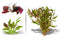 Red Flame Sword, Alternanthera Reineckii & Red Tiger Lotus Bundle – Live Freshwater Aquarium Plants