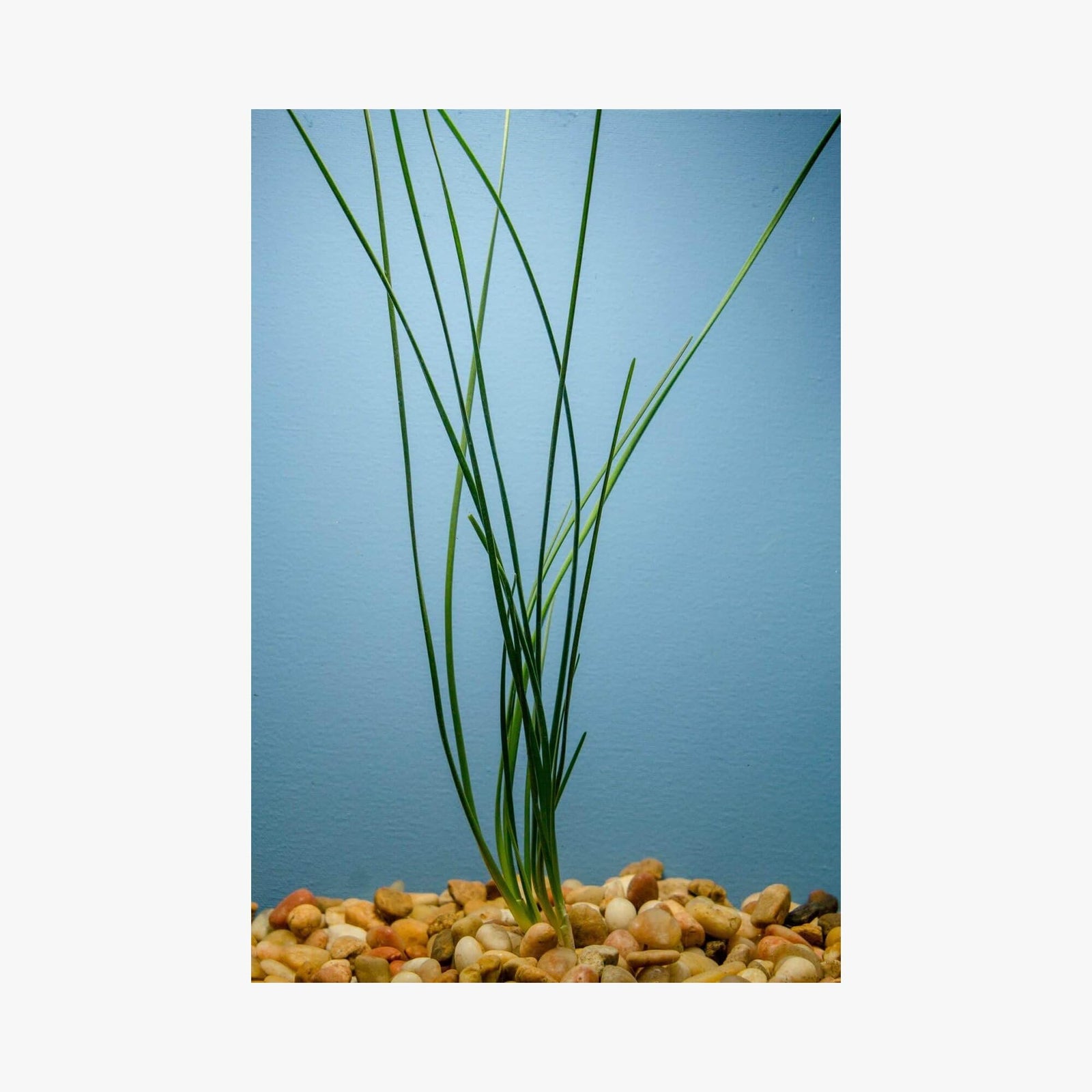 Water Onion Dwarf (Zephyranthes candida) – Live Freshwater Aquarium Plant