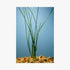 Water Onion Dwarf (Zephyranthes candida) – Live Freshwater Aquarium Plant