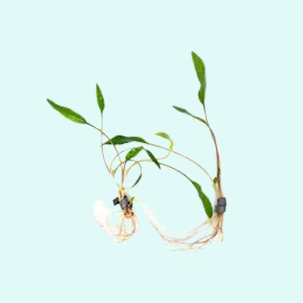 Cryptocoryne Lutea