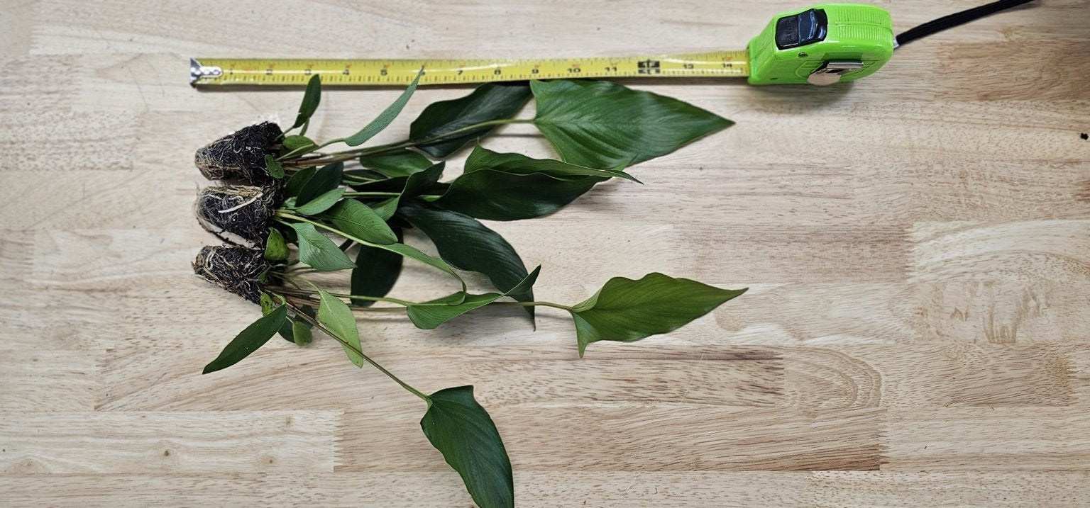 Showpiece Plant Duo – Large Amazon Sword & Anubias | Live Aquarium Plants, Easy, Lush, Freshwater
