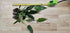 Showpiece Plant Duo – Large Amazon Sword & Anubias | Live Aquarium Plants, Easy, Lush, Freshwater