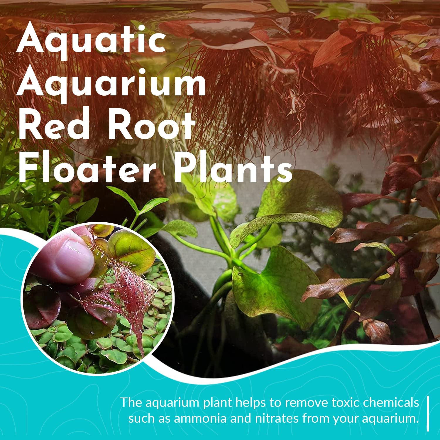 Red Root Floater Phyllanthus Fluitans