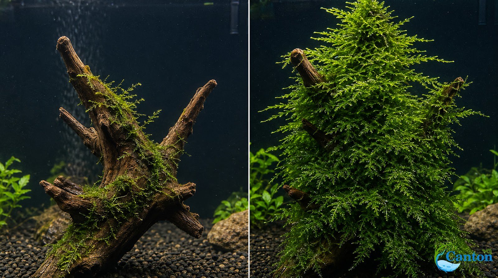 Christmas Moss on Driftwood | Live Aquarium Plant - Pre-Attached Vesicularia Montagnei, Low Light, No CO2, Shrimp Safe