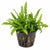 Pogostemon Helferi