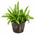Pogostemon Helferi