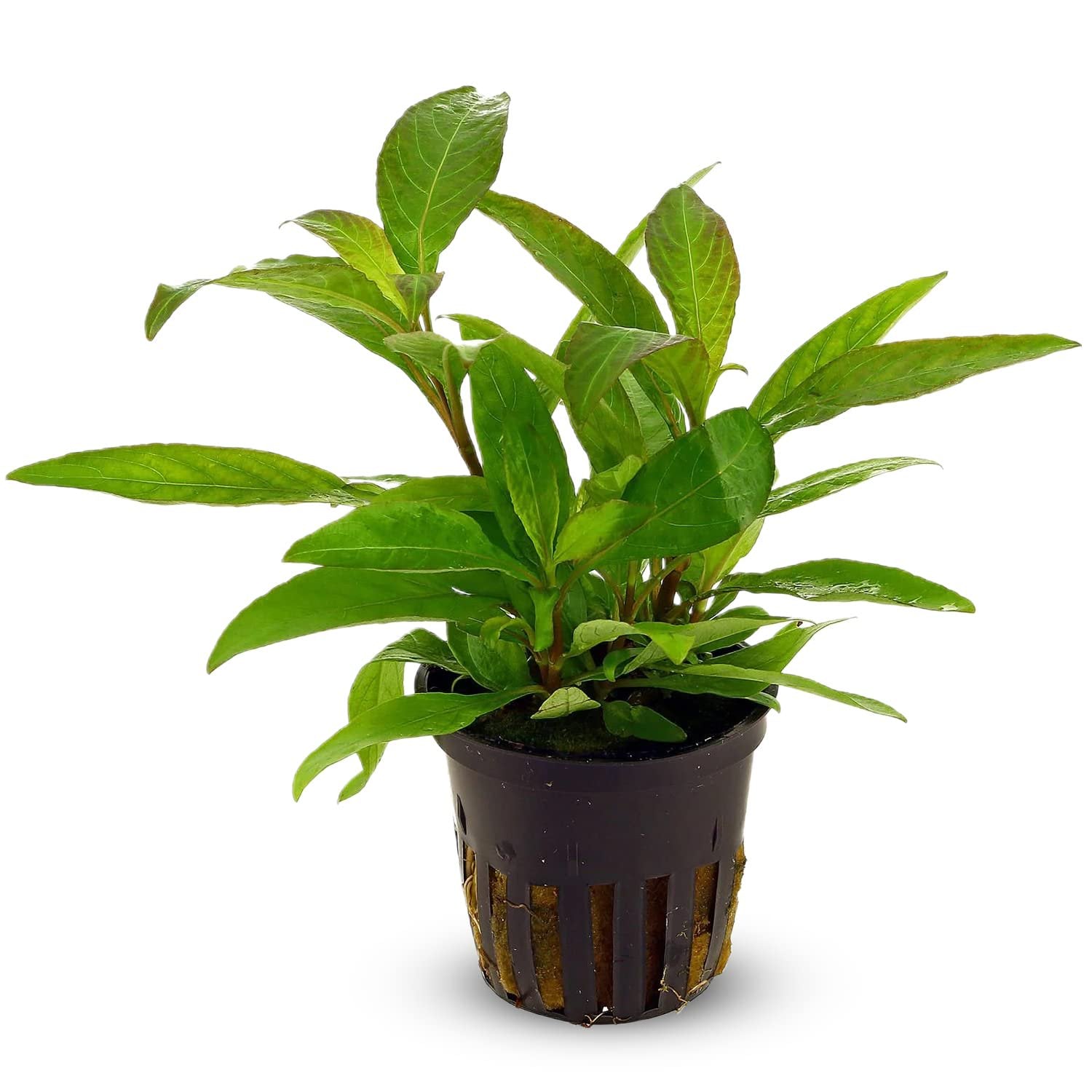 Hygro Blue (Hygrophila salicifolia) – Live Freshwater Aquarium Plant