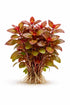 Ludwigia Repens (Dark Red)