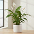 Brazilian Sword “Peace Lily” (Spathiphyllum sp)