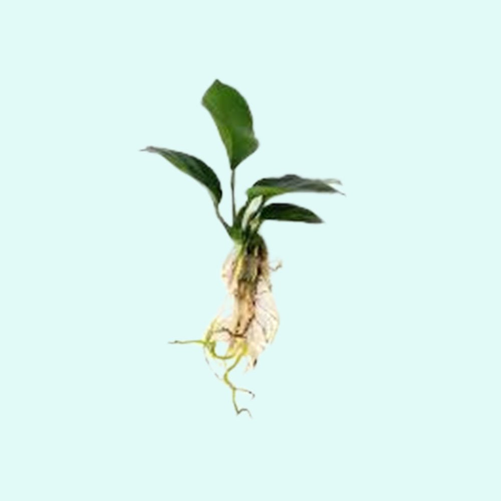 Anubias Barteri - Image 52 of 80
