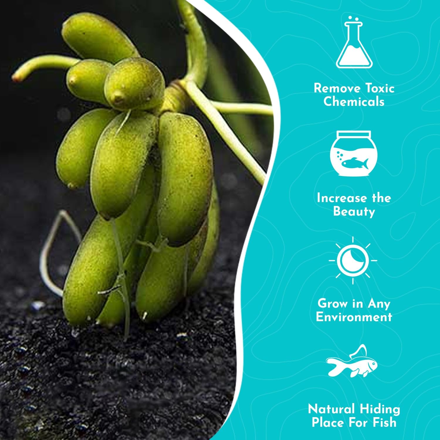 Banana Plant (Nymphoides Aquatica)