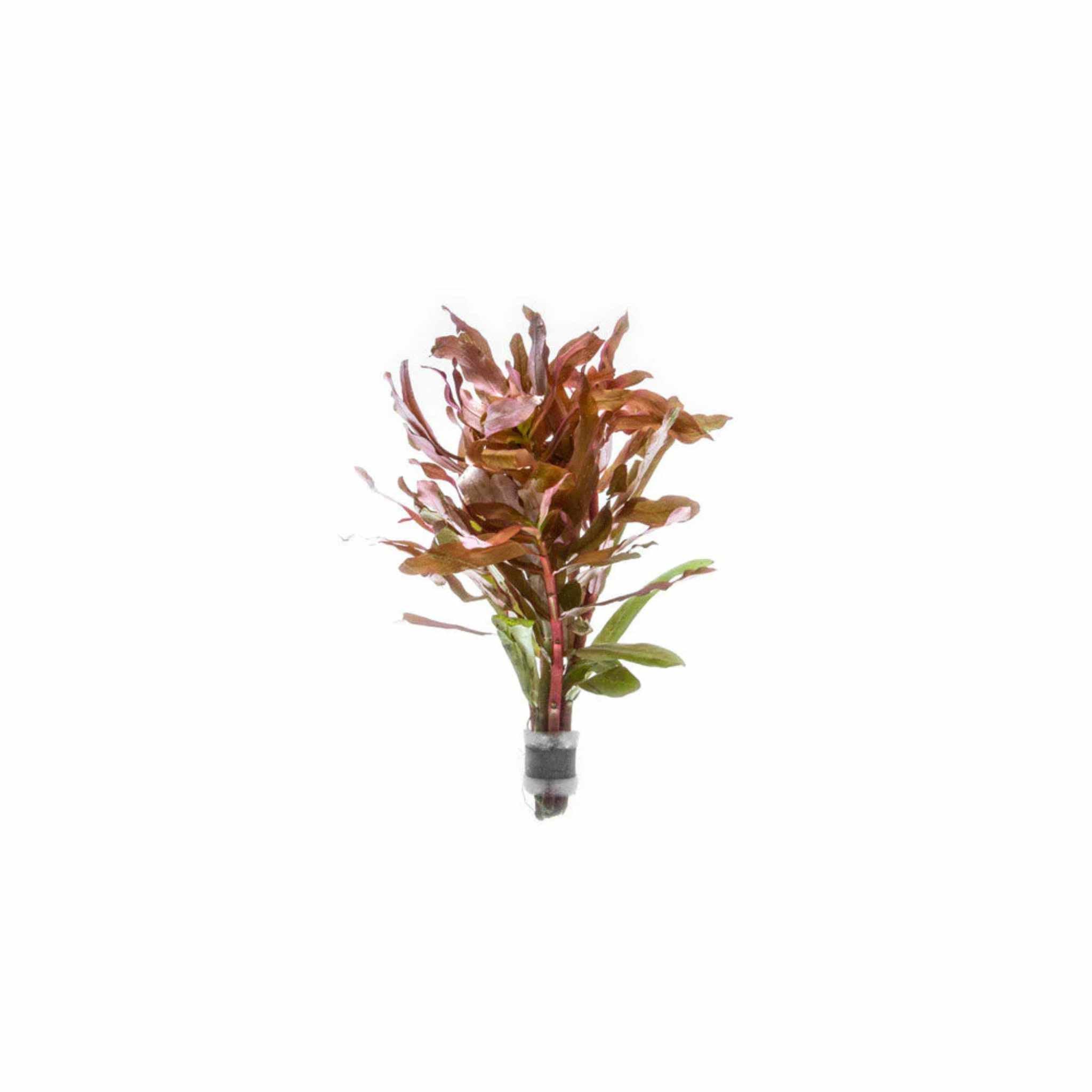 Ammania senegalensis – Live Freshwater Aquarium Plant - Image 6 of 43