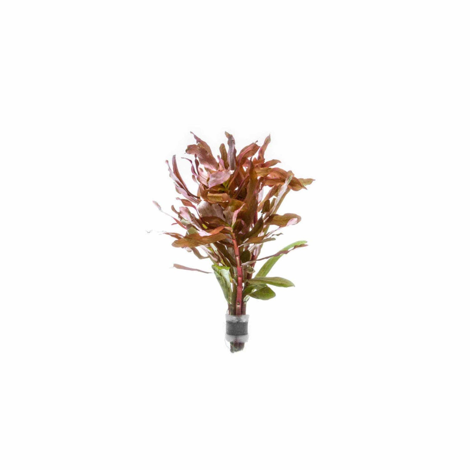 Ammania senegalensis – Live Freshwater Aquarium Plant - Image 6 of 43
