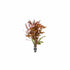 Ammania senegalensis – Live Freshwater Aquarium Plant - Image 6 of 43