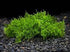Christmas Moss Vesicularia Montagnei