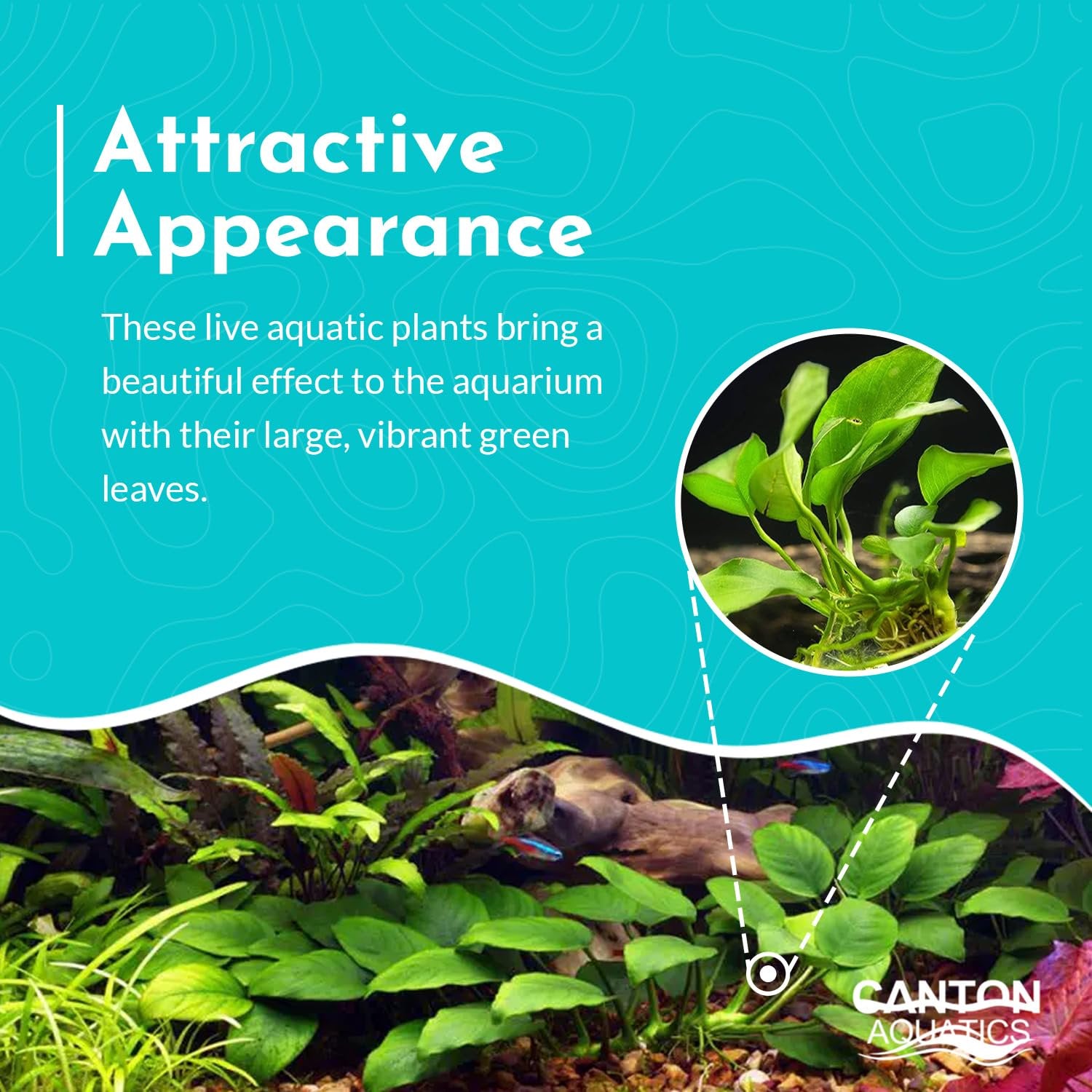 Anubias Congensis – Live Freshwater Aquarium Plant - Image 5 of 6