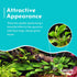 Anubias Congensis – Live Freshwater Aquarium Plant - Image 5 of 6