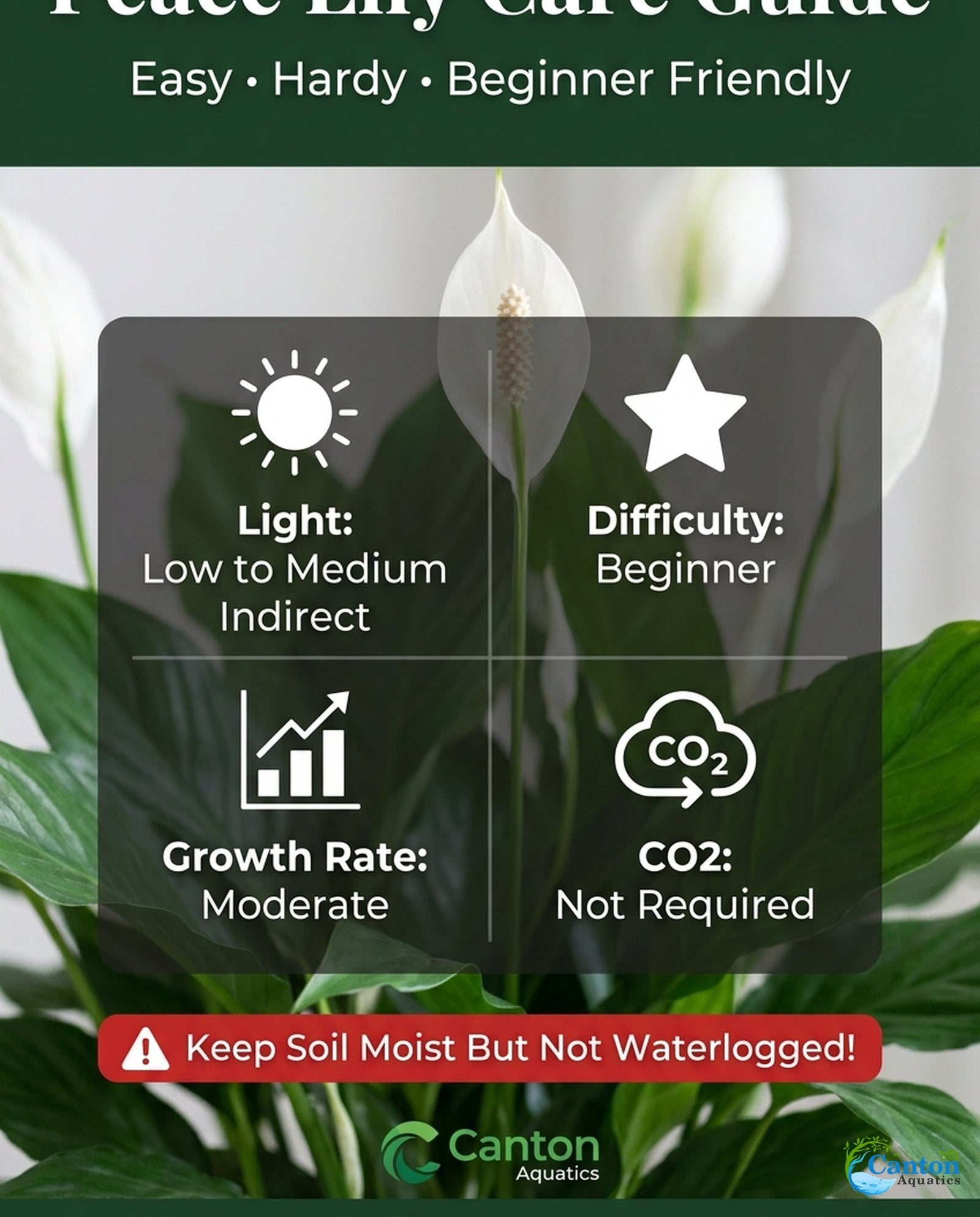 Spathiphyllum (Peace Lily) Rooted Starter Plant 3 Pack