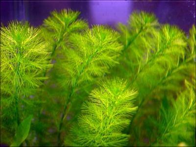 Parrot’s Feather (Myriophyllum aquaticum) – Live Aquarium & Pond Plant