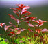 Aquarium Plant Bundle – Ludwigia, Bacopa & Cabomba (18 Stems)