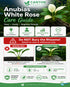 Anubias White Rose – Live Freshwater Aquarium Plant
