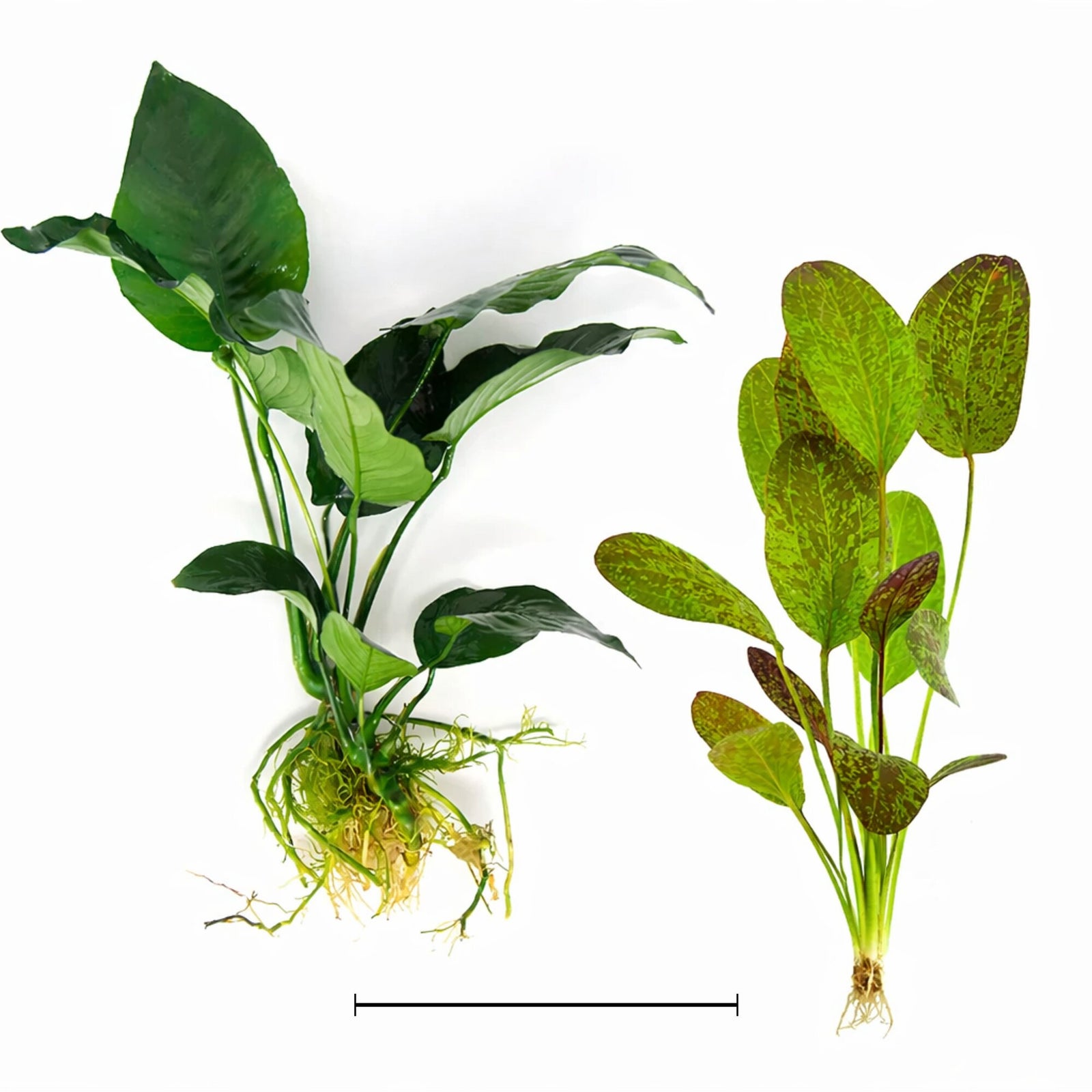 Showpiece Plant Duo – Large Amazon Sword & Anubias | Live Aquarium Plants, Easy, Lush, Freshwater