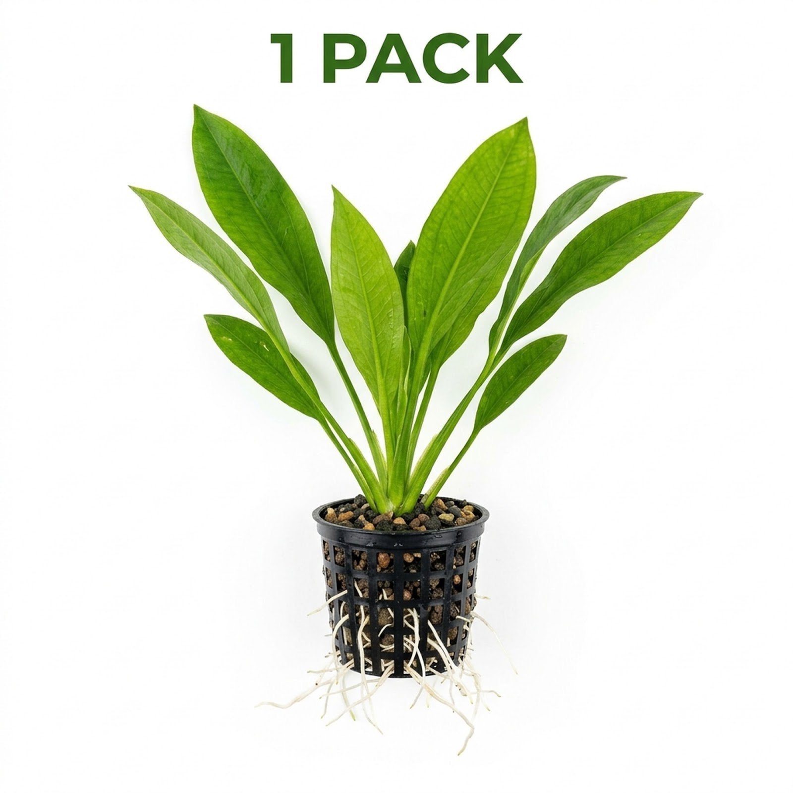Large Amazon Sword in Pot – Live Aquarium Plant | Easy Care, Lush Background, Freshwater