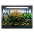 Needle Leaf Ludwigia Arcuata