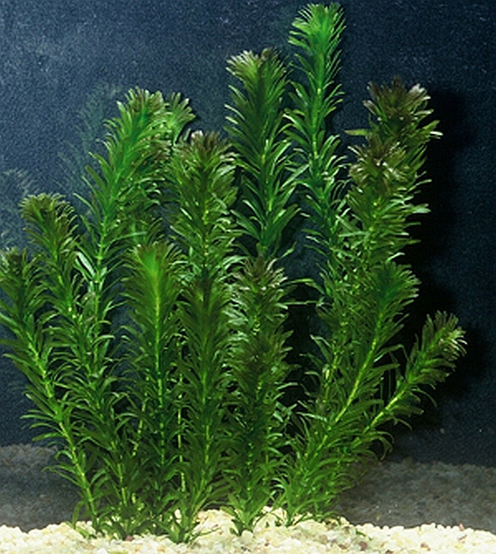 Anacharis Egeria Densa Bunch Live Aquarium Plants - Image 24 of 27