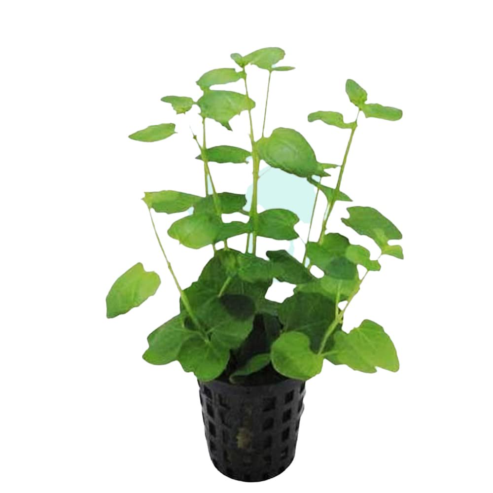 Mint Charlie (Micromeria brownei) – Live Aquarium Plant