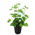 Mint Charlie (Micromeria brownei) – Live Aquarium Plant