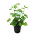 Mint Charlie (Micromeria brownei) – Live Aquarium Plant