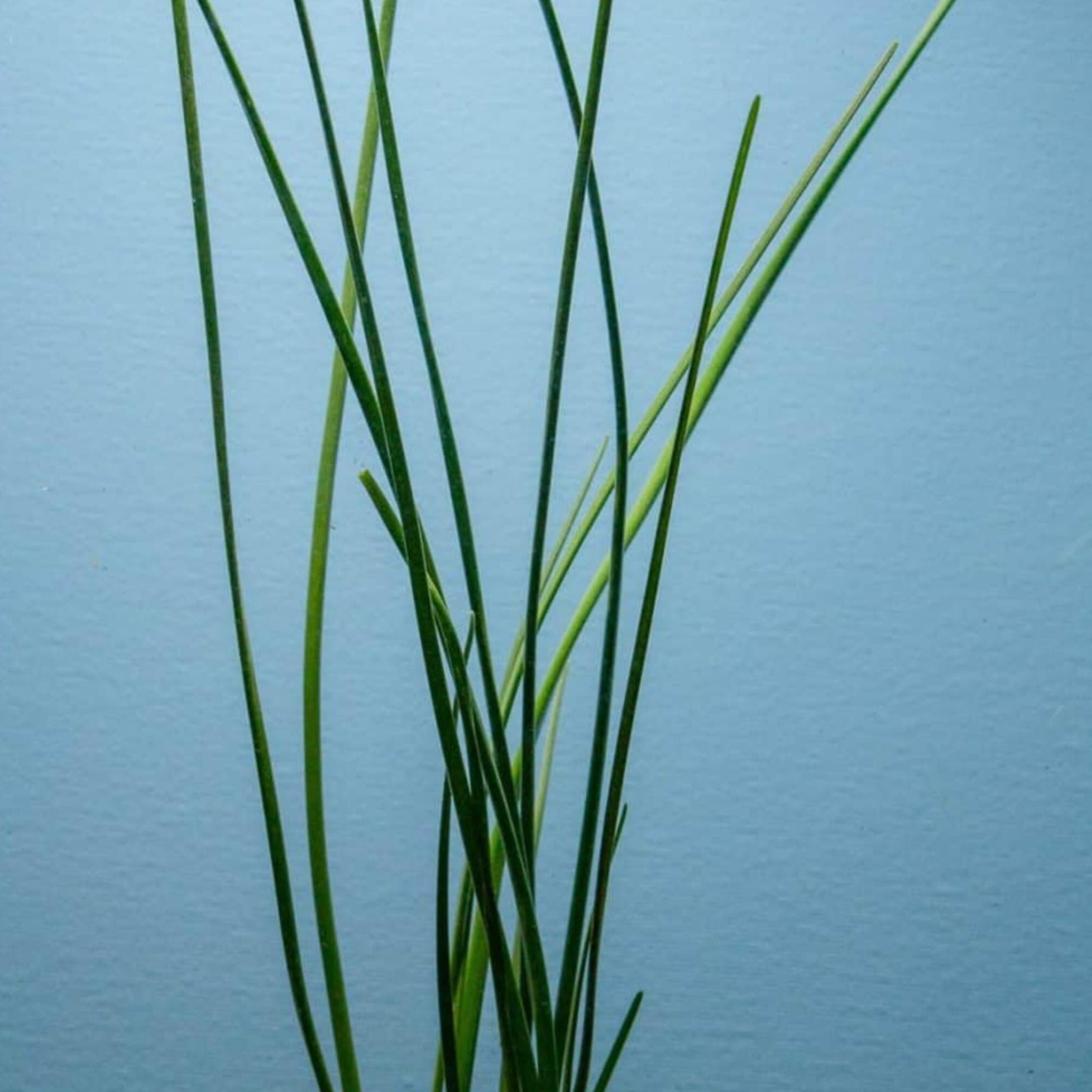 Water Onion Dwarf (Zephyranthes candida) – Live Freshwater Aquarium Plant