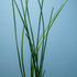 Water Onion Dwarf (Zephyranthes candida) – Live Freshwater Aquarium Plant