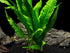 Java Fern (Microsorum pteropus) – Easy Live Freshwater Aquarium Plant