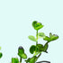 Dwarf Baby Tears Micranthemum Umbrosom
