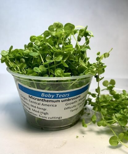 Dwarf Baby Tears Micranthemum Umbrosom