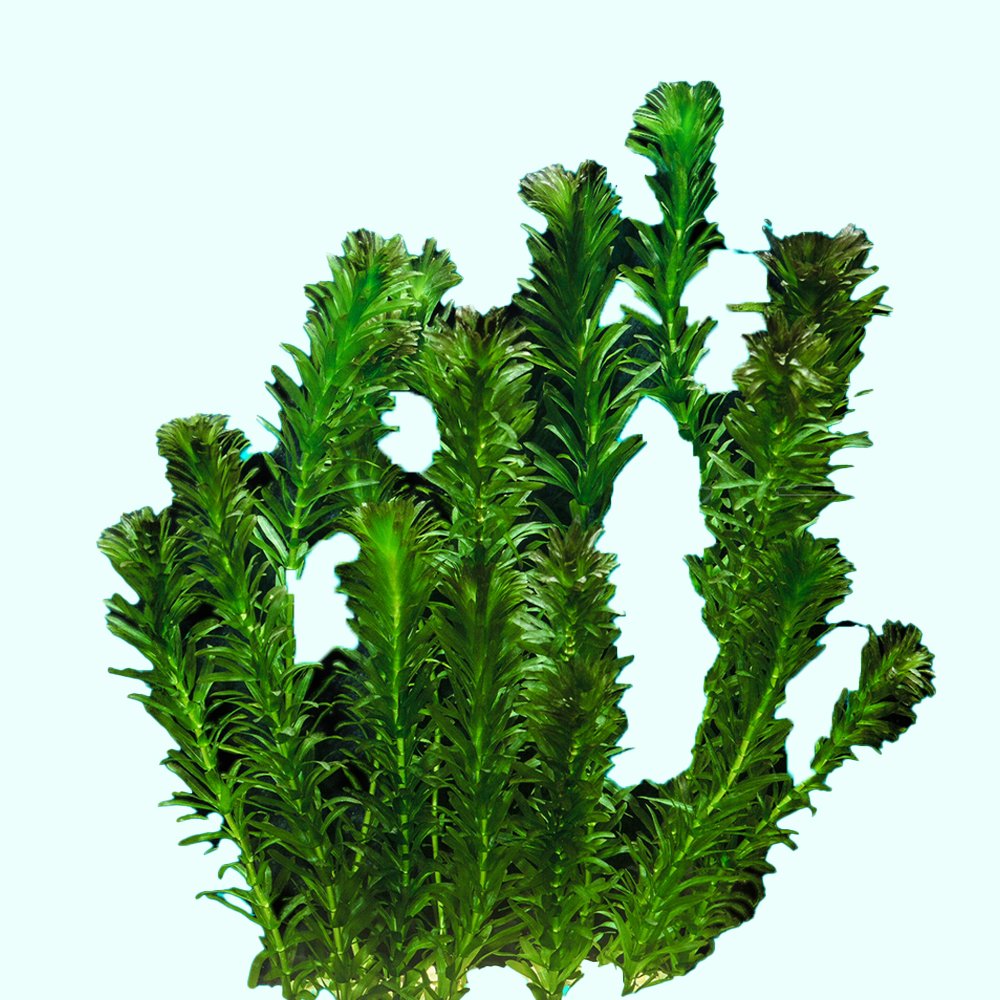 Anacharis Egeria Densa Bunch Live Aquarium Plants - Image 26 of 27