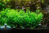 Pearl Weed (Hemianthus Micranthemoides) – Live Aquarium Plant