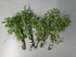 Needle Leaf Ludwigia Arcuata